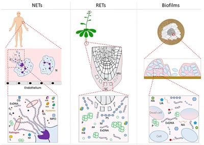 The Role of DNA in the Extracellular Environment: A Focus on NETs, RETs and Biofilms